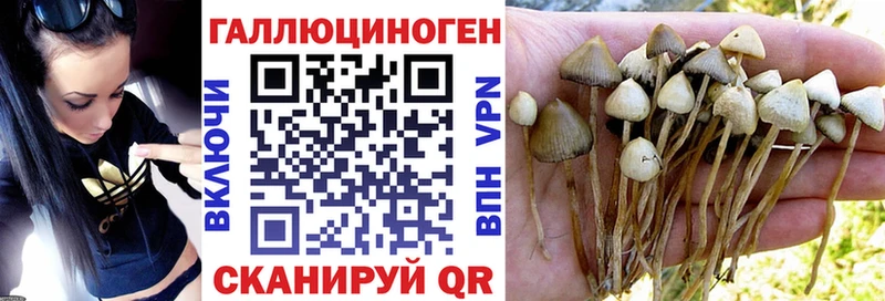 Купить  Саратов  Псилоцибиновые грибы Psilocybine cubensis 
